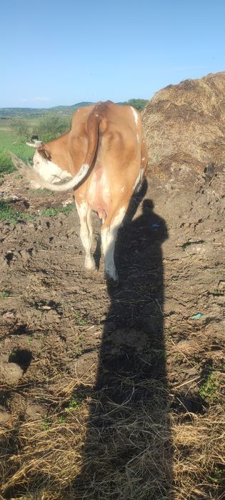 Vînd juninca la prima  fatare cuminte