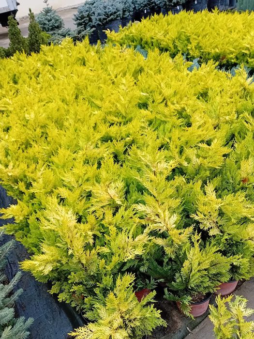 Plante ornamnetale