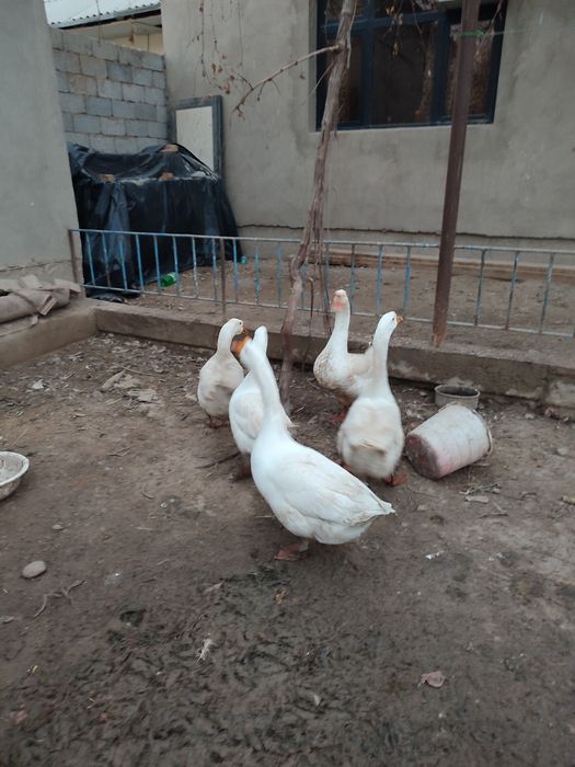 Гоз ва гозди тухмлари сотилади