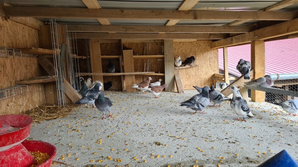 Vand porumbei voiajori si curcanasi