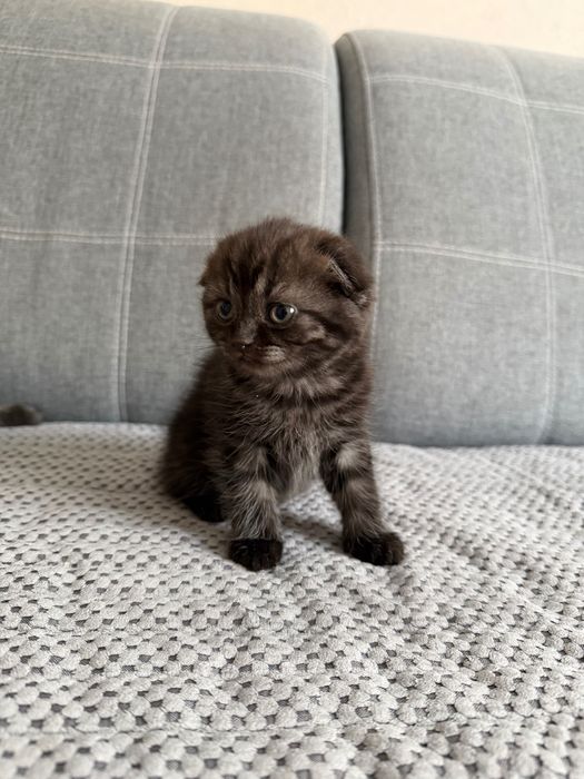 Продам котят породистых