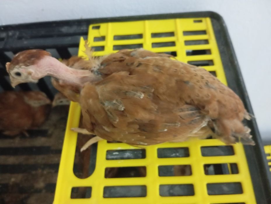 Pui alb de carne și rasa mixta