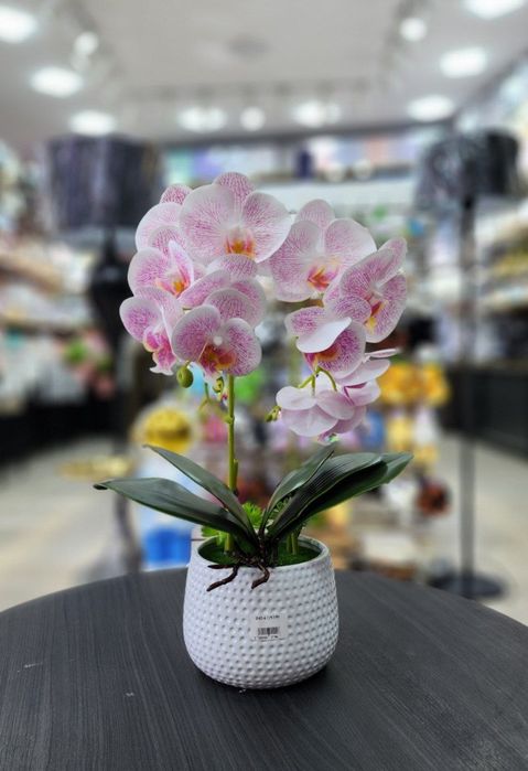 Орхидея хитой махсулоти  суний