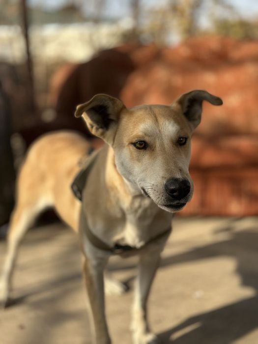 Лесси. Ищет семью очент добрая собака