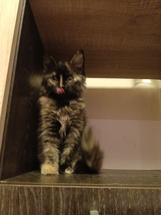 Котёнок девочка 2,5 месяца.