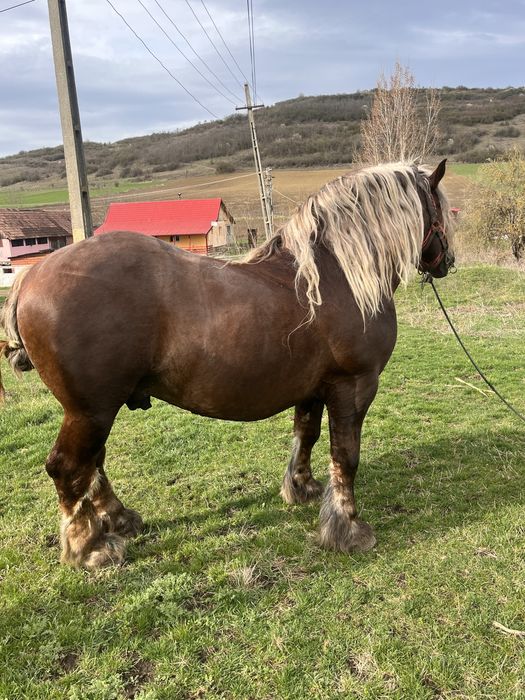 Vand armasar ciocolatiu