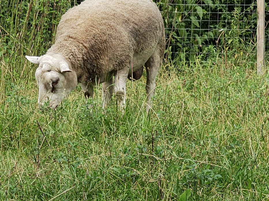 Mieluțe F3 Texel de vanzare