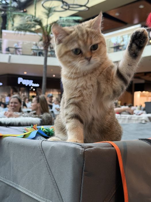 British shorthair