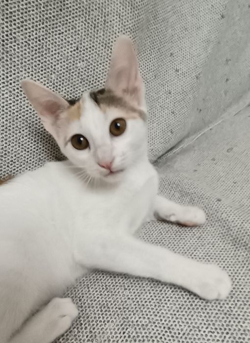 котенок (девочка)