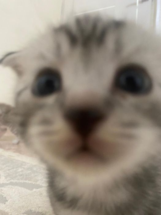 мысыктар / котята