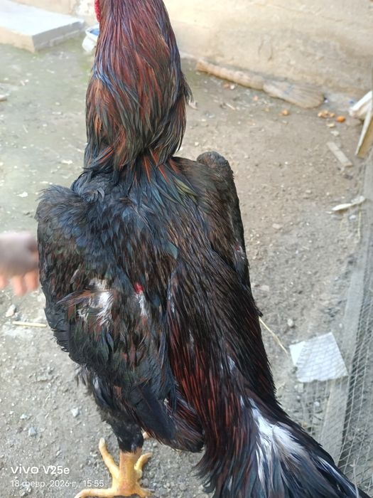 Dakan xuroz sotiladi 5.400kg