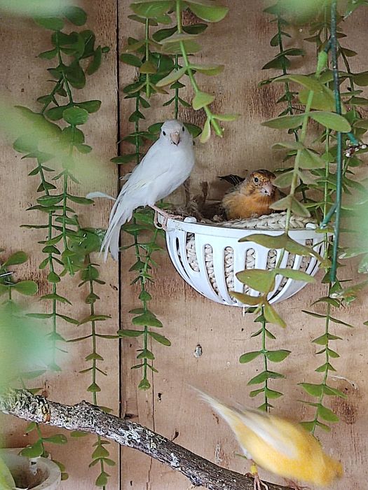 Канарейки самцы.