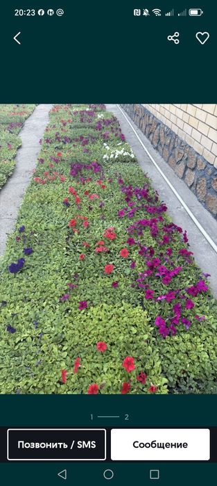 Продам   петуния