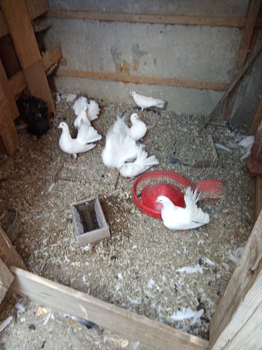 Porumbei de vânzare