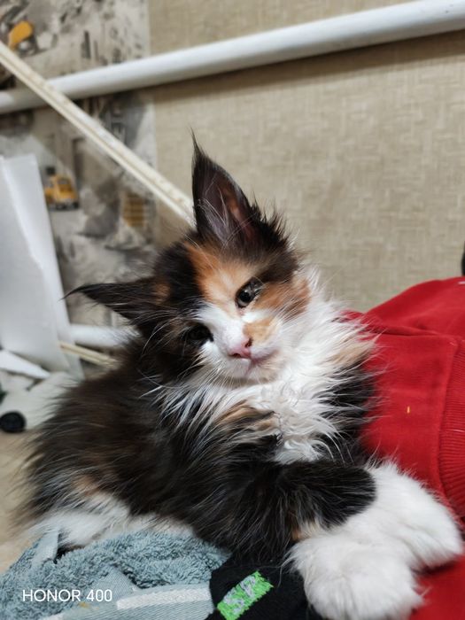 Мейн Кун девочка, королевская порода