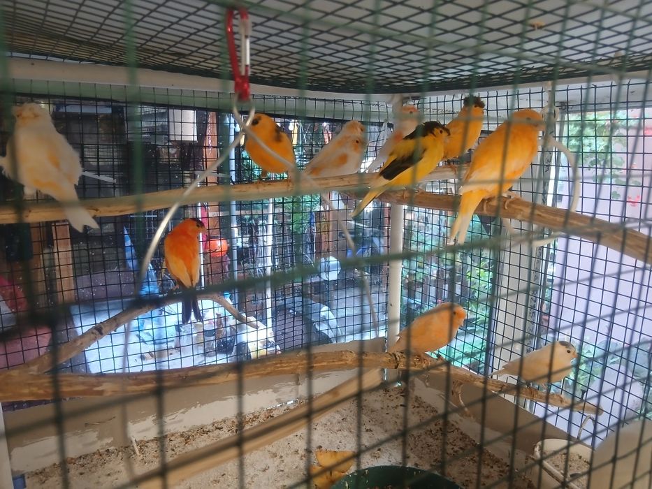 Canari tineret inelați