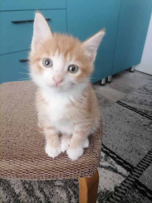 Отдадим котеночка