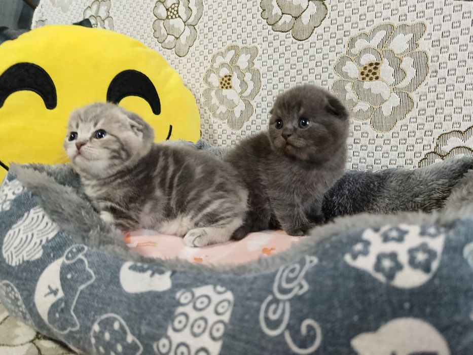 Скоттиш Фолд и Страйт.