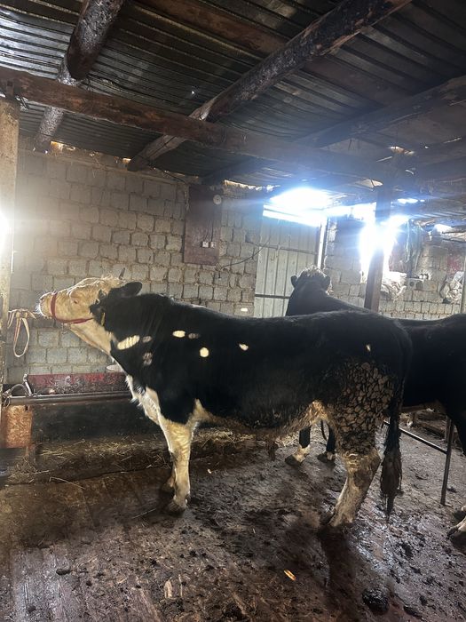 Бұққа  сатылады