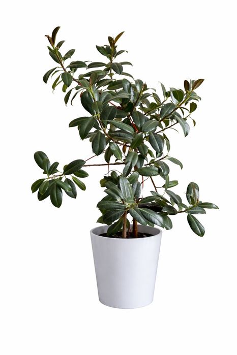 Фикус каучуконосный («резиновое дерево»).