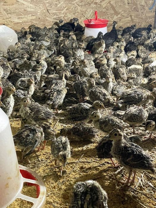 Pui de fazan la varsta de 3 saptamani comun si tenebros