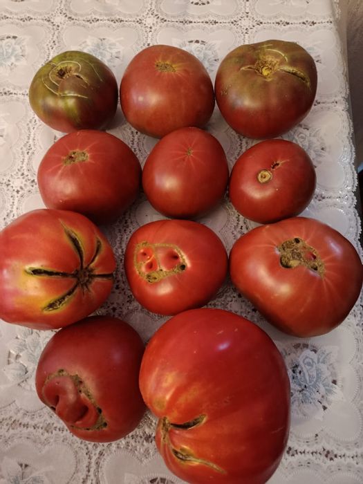 Продам помидоры домашние