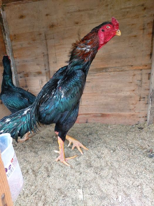 Katta xuruz sotiladi