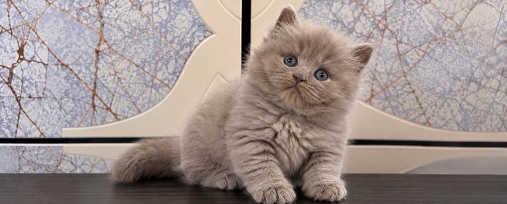 Mascul lilac british shorthair, pedigree, teste genetice, transport
