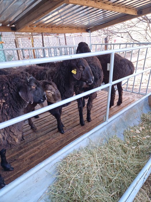 Продаётся бараны