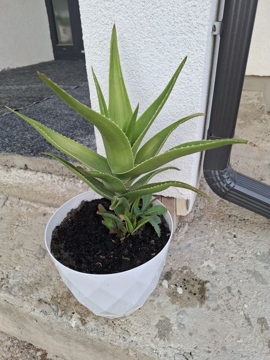 Aloe Vera -  plante la ghiveci