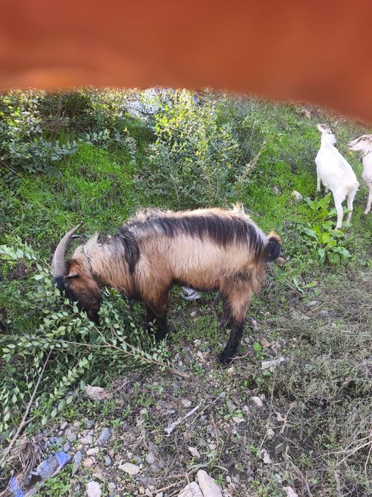 vand tap alpin francez cu sannen