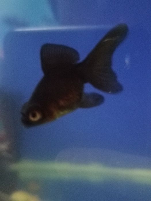 Срочно золотые рыбки