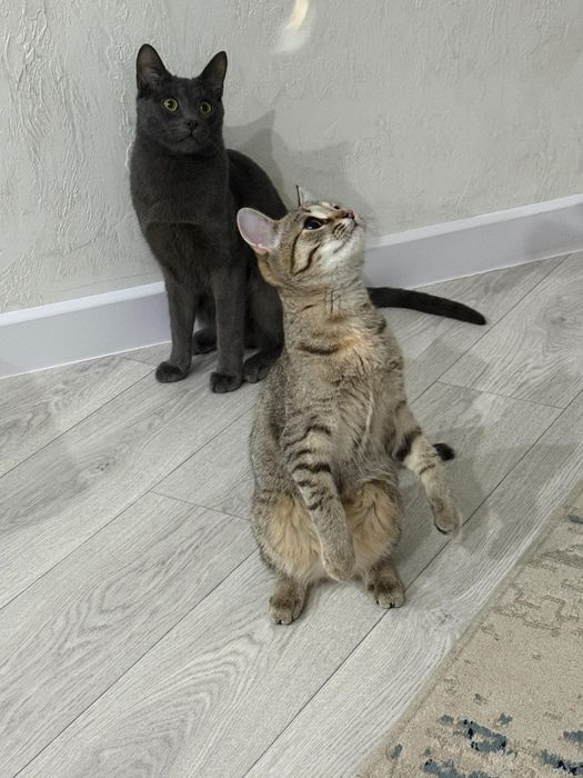 Отдам кошек в связи с переездом