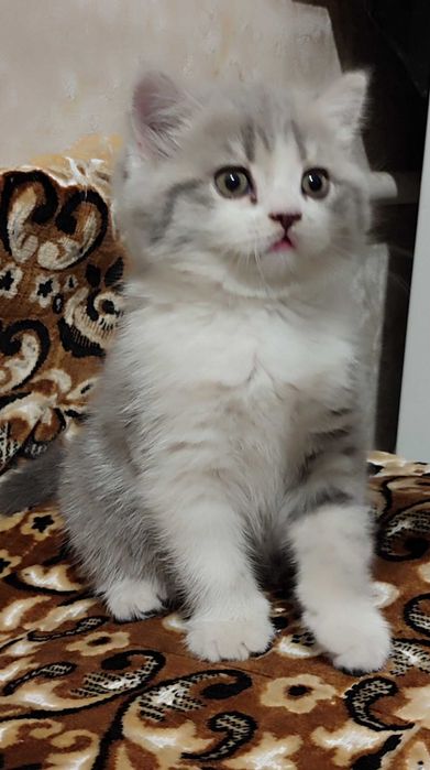 Продается котенок девочка скотиш-страйт.