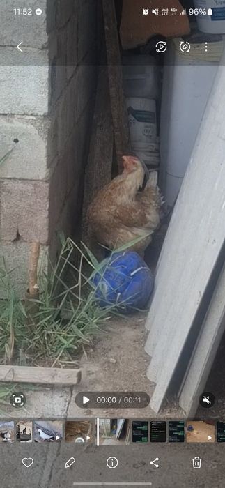Құрық тауық сатылад 4балапанымен