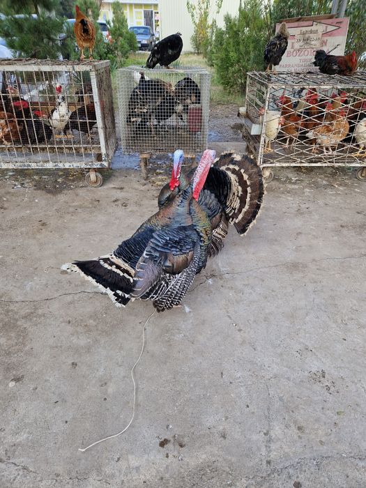 Xoroz tovu quyon kurka ordeklar sotiladi