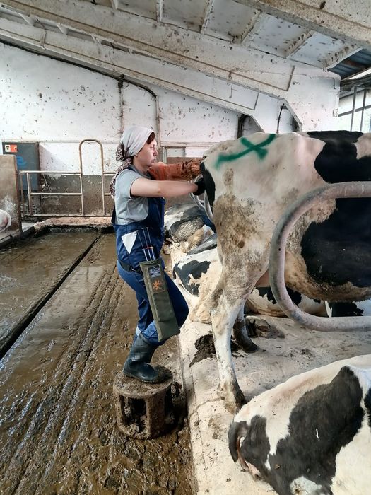 Искуственное осеменение КРС