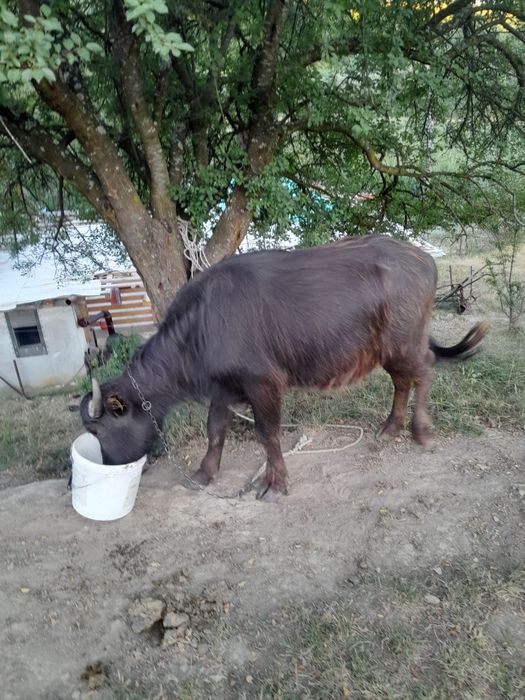 De vânzare o vitea de bivol!