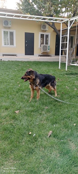 Продаю немецкую овчарку.
