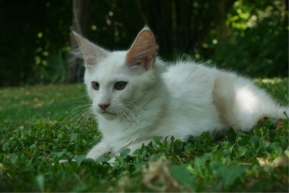 Мейн Куун (Maine Coon)