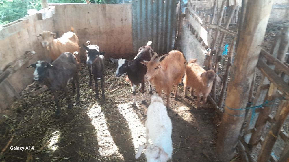 De vanzare 5 capre 2 cu iezi una stearpa  si 2 cu lapte