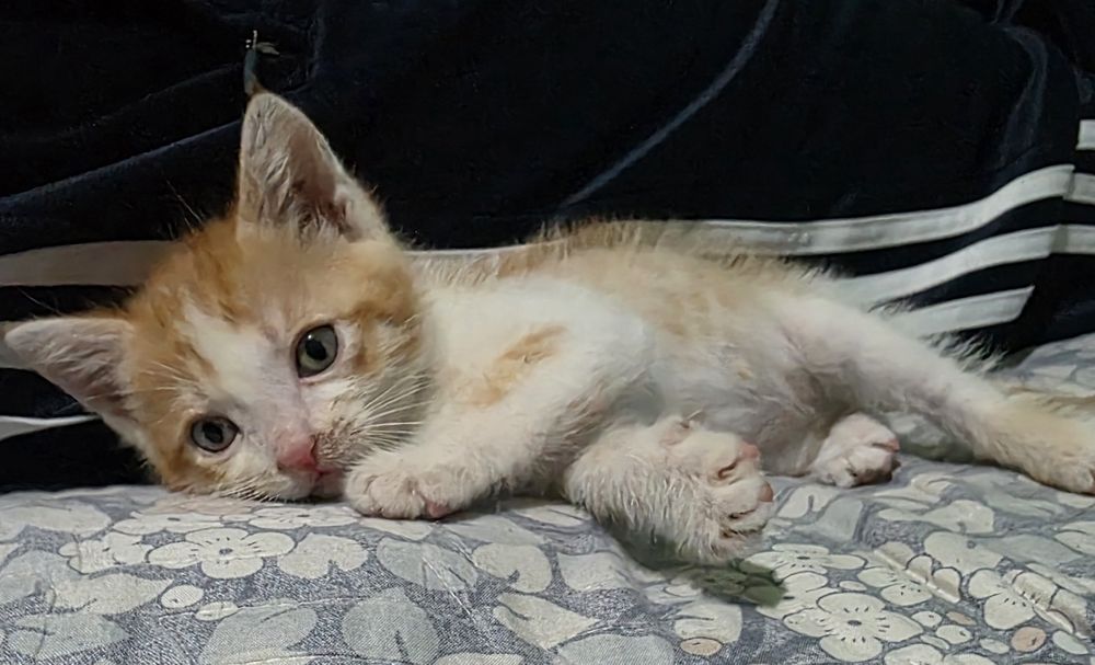 Отдам милых котят крысоловки