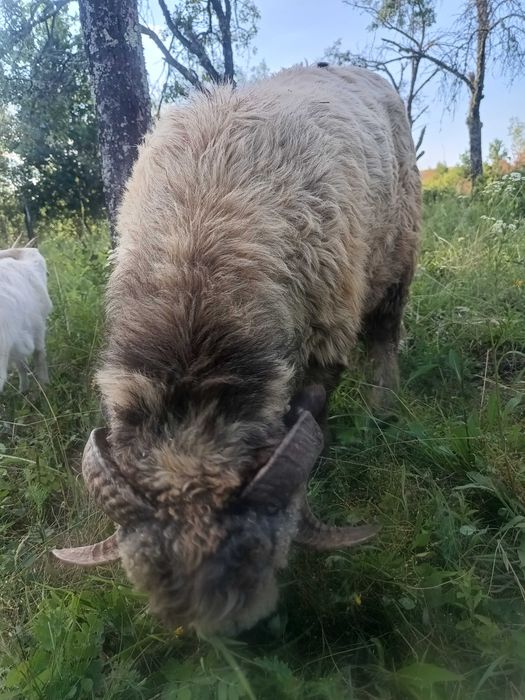 Berbec , vârstă 1 an jumate