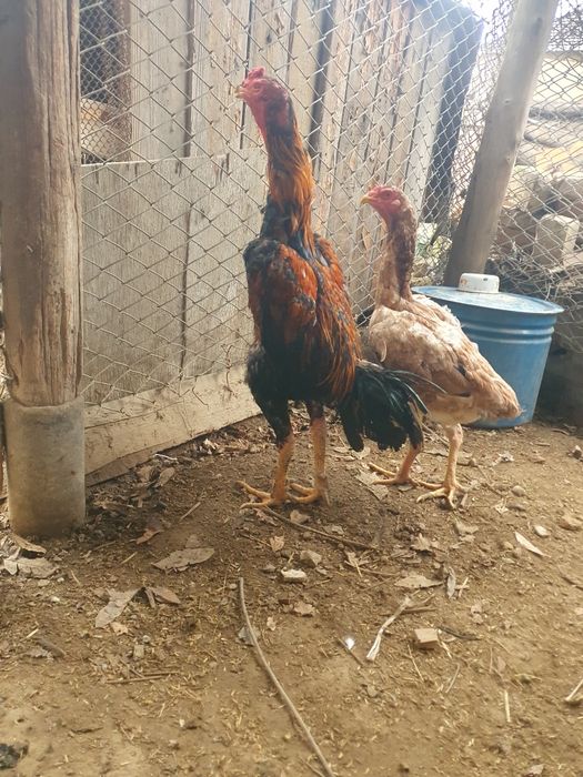 Дакан сатылады каны таза