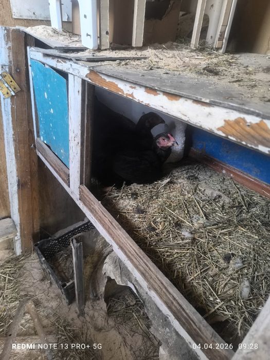 Докан , карлик .