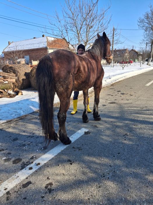 Vând iapă de căruță
