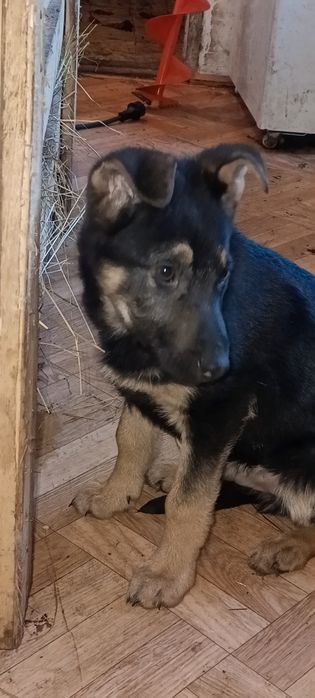 Продам щенка Вео