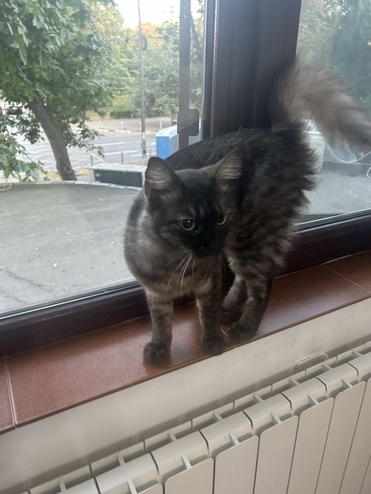 Maine Coon, pui superb de aproximativ 6 luni!!