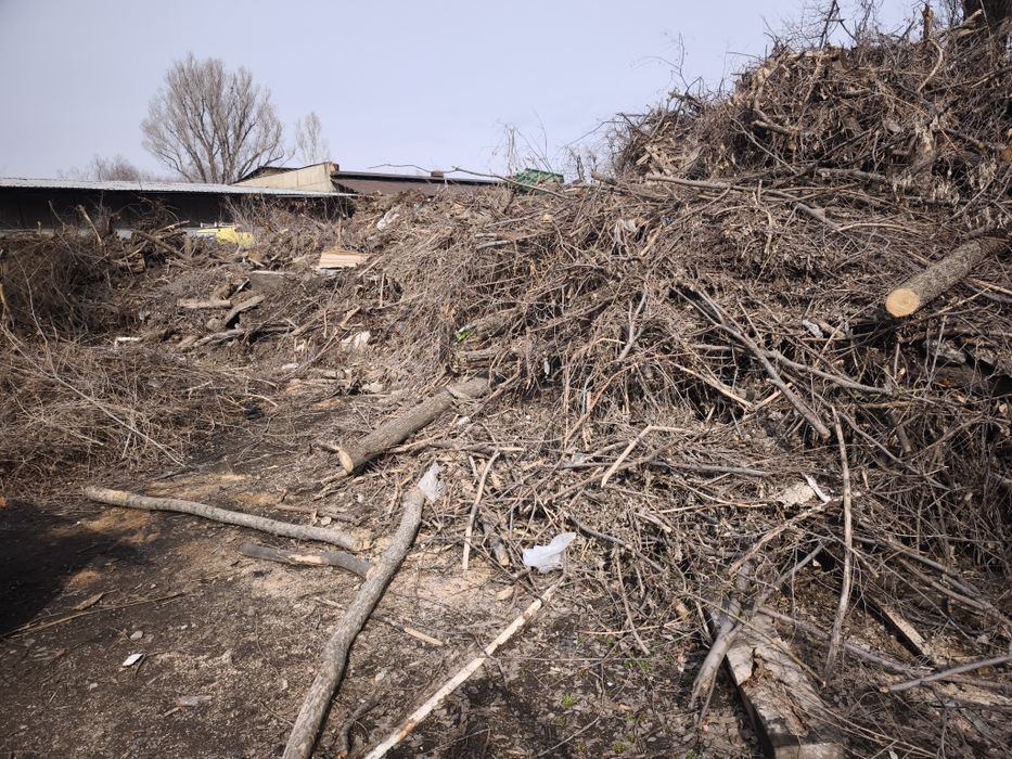 Дрова карагач бесплатно самовывоз пятилетка