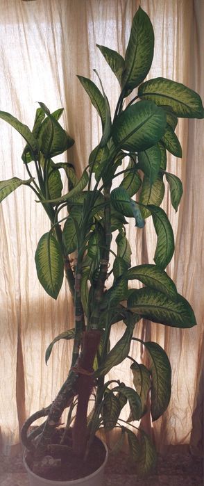 Diefennbachia 2,4 m inaltime
